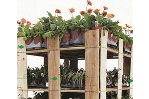 flowernew